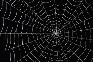 Spider Web On A Black Background