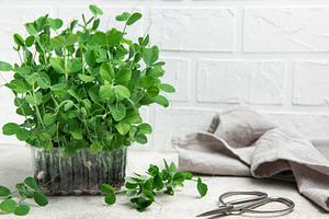 Fresh microgreens growing in transparent plastic container on ki, a Food & Drink Photo by Olena Rudo