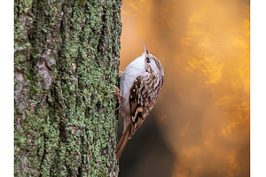 Eurasian treecreeper bird clings to, an Animal Photo by Fascinadora