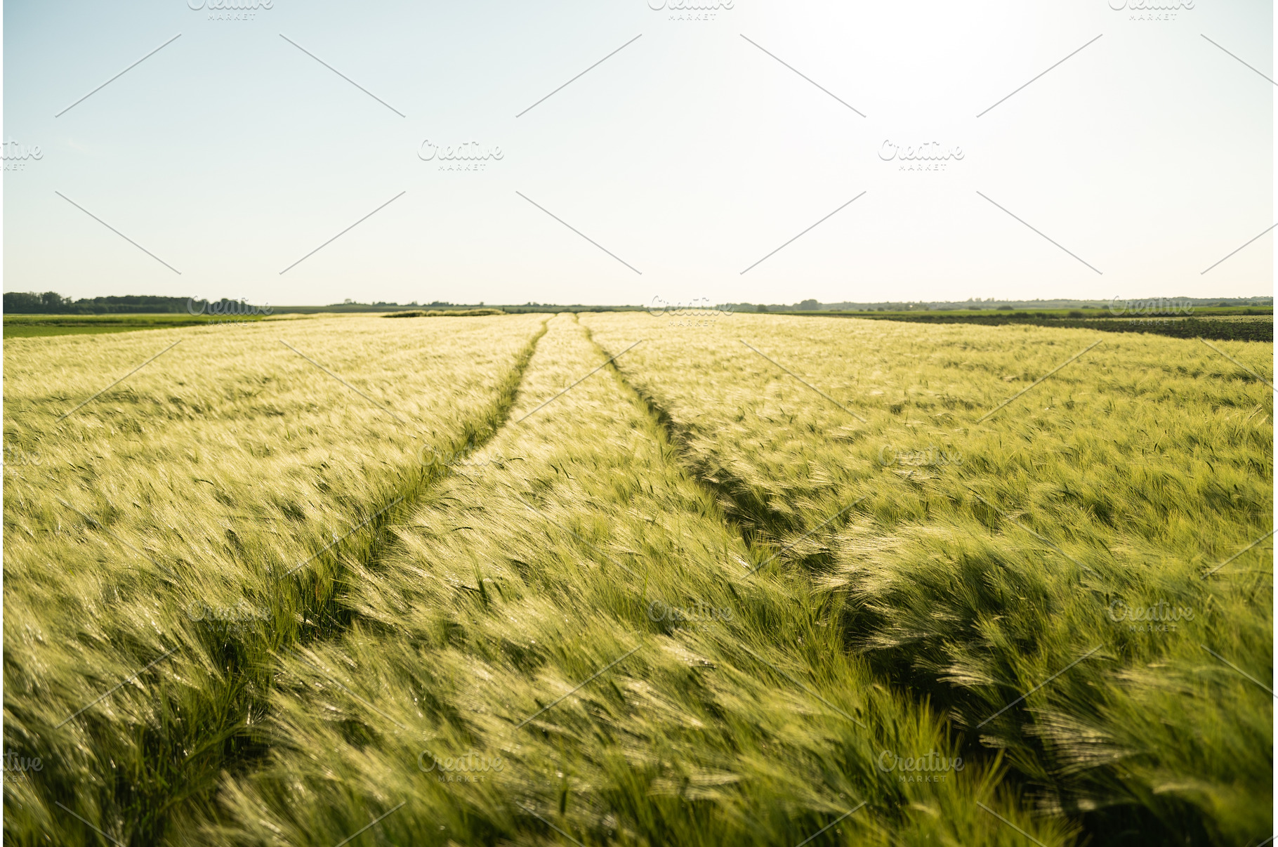 Landscape of Unripe green Barley, a Nature Photo by volodymyrshtun13795