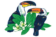 TOUCAN, an Animal Illustration by Tanya Akhmett (Thumbnail 7 of 11)
