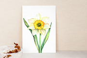 Watercolor Daffodils Clipart, an Illustration by Libby Wishes (Thumbnail 2 of 7)