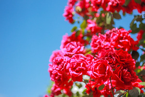 Red garden roses
