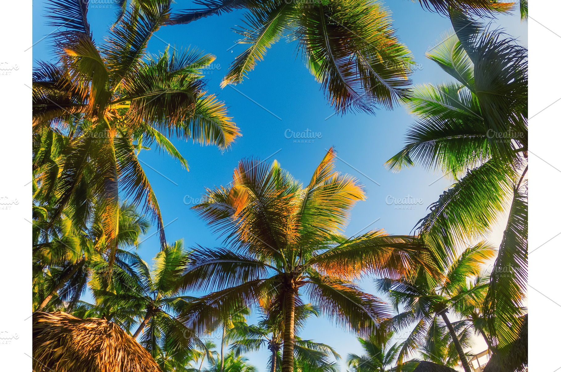 Tropical Background with palm frame, a Nature Photo by Nature and travel