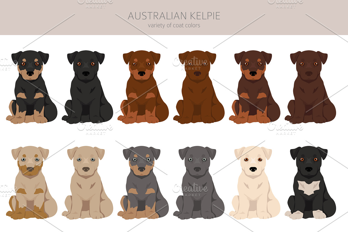 Australian Kelpie clipart, an Illustration by pet design shop (Photo 4 of 6)