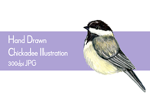 Chickadee Drawing Clip Art