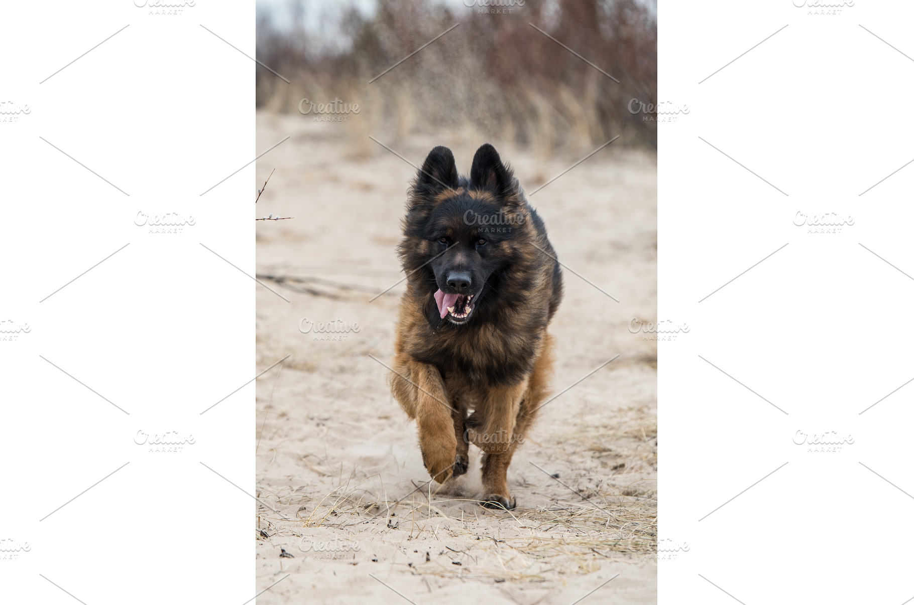 German Shepherd Dog on the beach at, an Animal Photo by COLORFUL