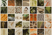 Natural Minimalist Photo Bundle, a Nature Photo by The Flossy Finch (Thumbnail 7 of 15)