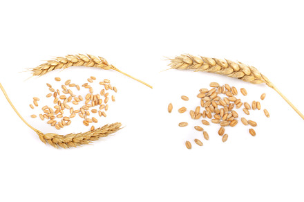 grain and ears of wheat isolated on, a Food & Drink Photo by NataPhoto
