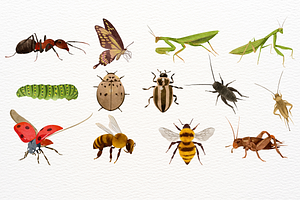 Watercolor Insects Clipart Set