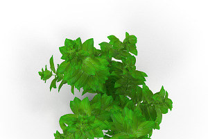 Ludwigia Green