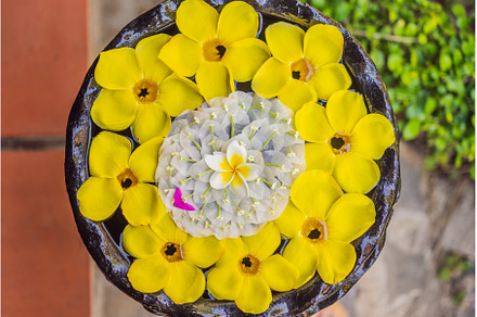A pattern of flowers in a container, a Nature Photo by Elizaveta Galitskaya