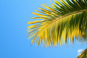 Bright palm tree fronds against a cl, a Photo by Iftikhar Alam