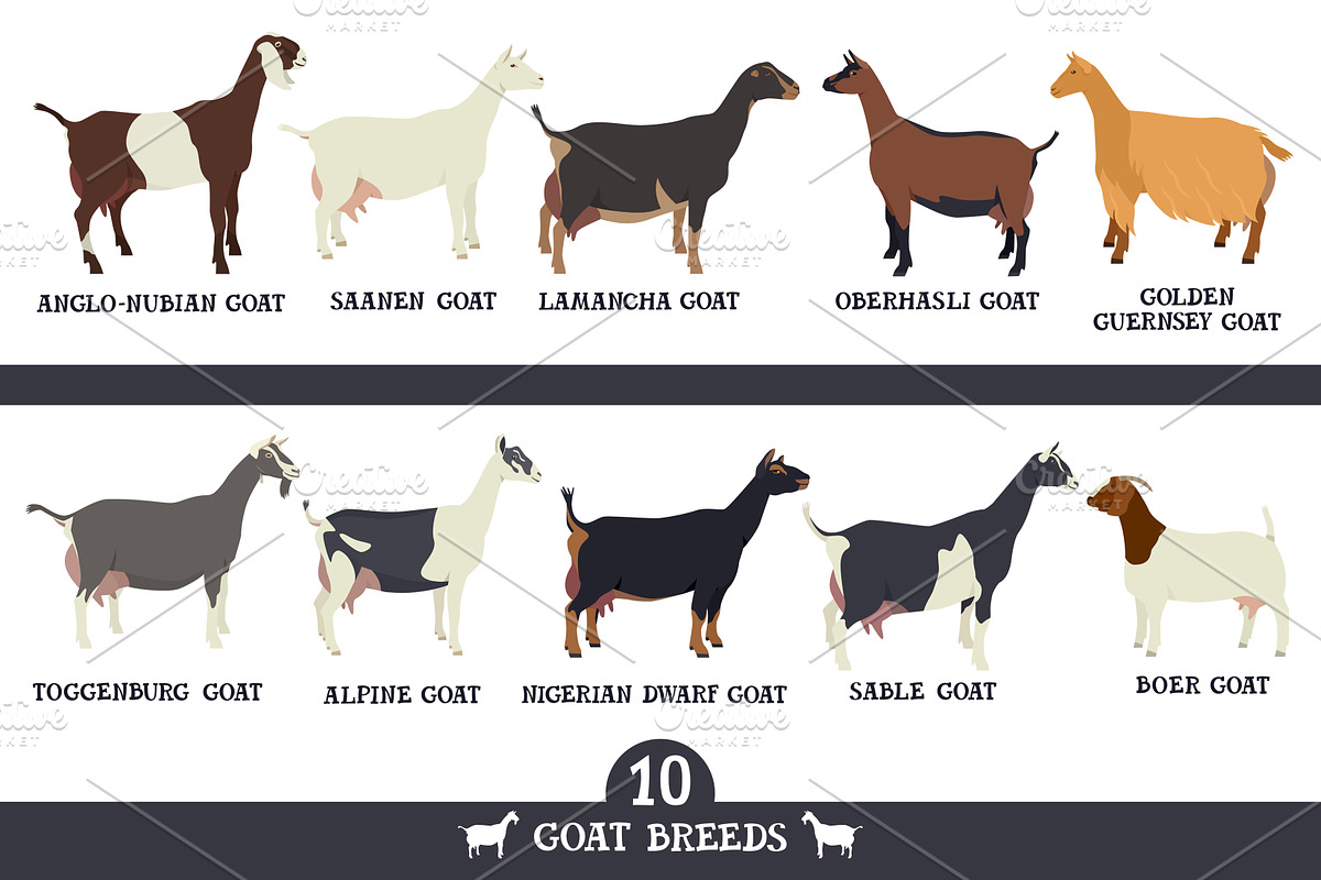 Goat breeds, an Animal Illustration by Nenilkime