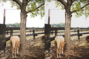 PHOTOSHOP actions set Greenhouse, an Action Add-On by Les Hirondelles Ph (Thumbnail 4 of 10)