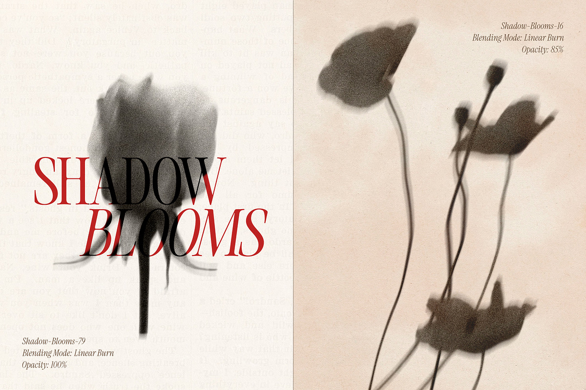 Shadow Blooms, an Object Graphic by Dina Mae (Photo 2 of 10)
