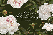 Peonies. Spring flower collection., an Object Graphic by RushkinaAntonina (Thumbnail 1 of 5)