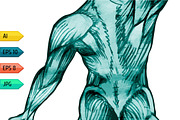 Set of man body anatomical atlases., a Person Illustration by julia_musdotter (Thumbnail 2 of 4)