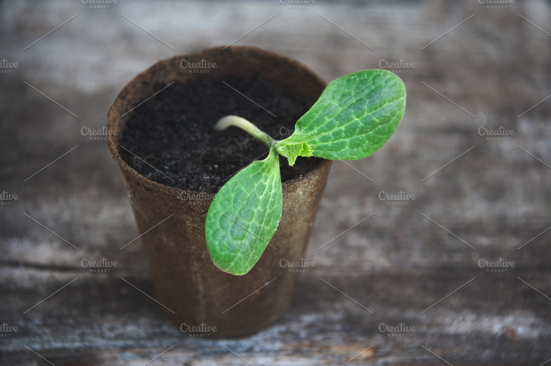 Potted plant, a Nature Photo by Nat Studio