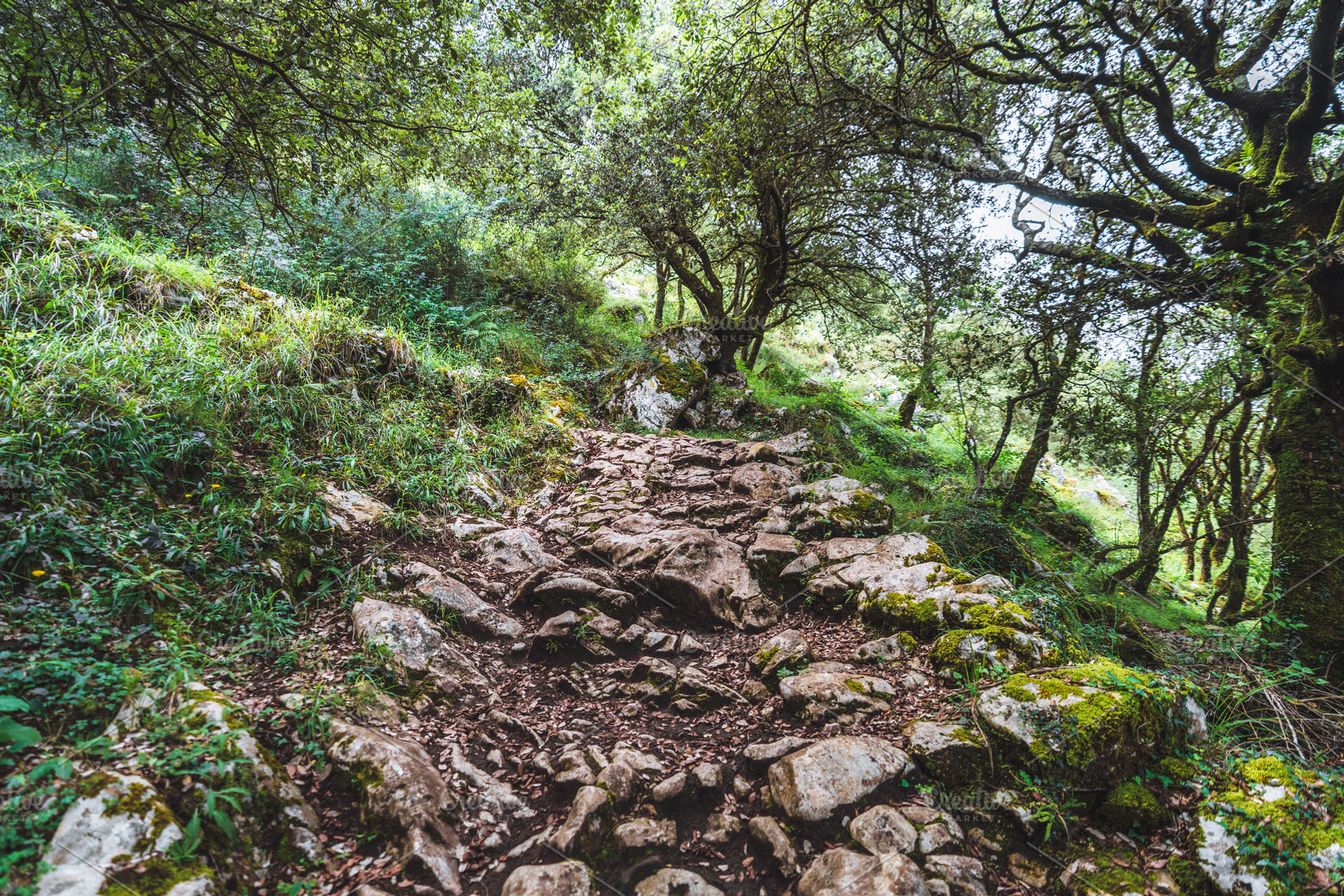 Rocky forest hiking trail, a Nature Photo by SkyNext
