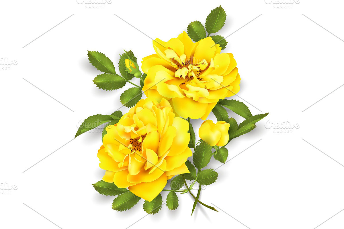 Realistic vector yellow rose. 3d roses, a Decorative Illustration by irska
