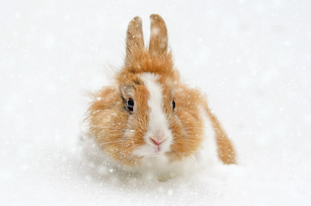 Cute baby rabbit in the snow, an Animal Photo by Byrdyak