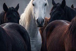 White Horse Among Dark Horses, an Animal Photo by Virgo Studio