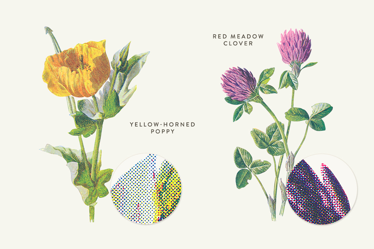 Vintage Flowers Vol.02 - Extra Large, an Illustration by Greta Ivy (Photo 8 of 16)