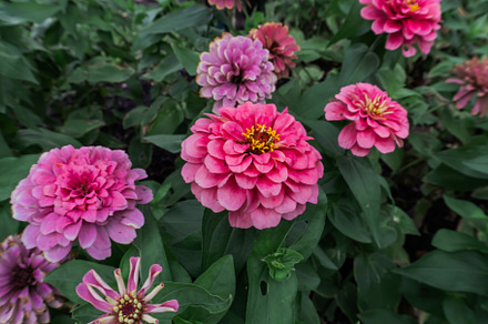 colorful pink flowers, a Nature Photo by AMMi