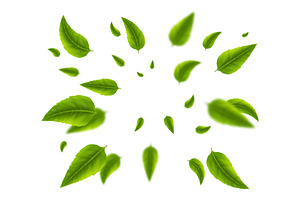 Green realistic tea leaves explosion, an Object Illustration by Frogella