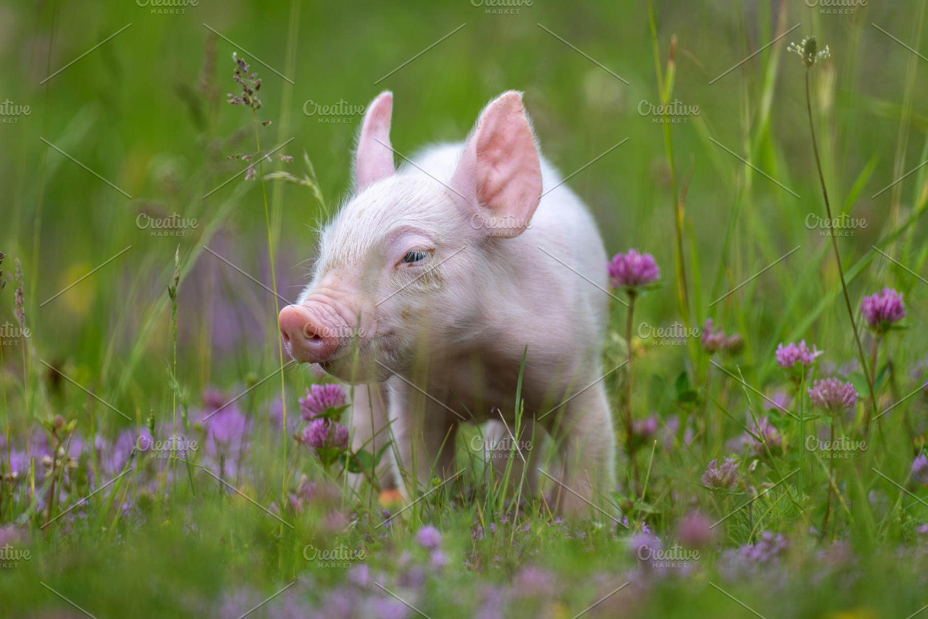 A young, pink piglet stands curiously amidst a field of lush gre, an Animal Photo by Byrdyak