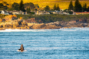 Hermanus Whale Watching, an Animal Photo by THP Creative