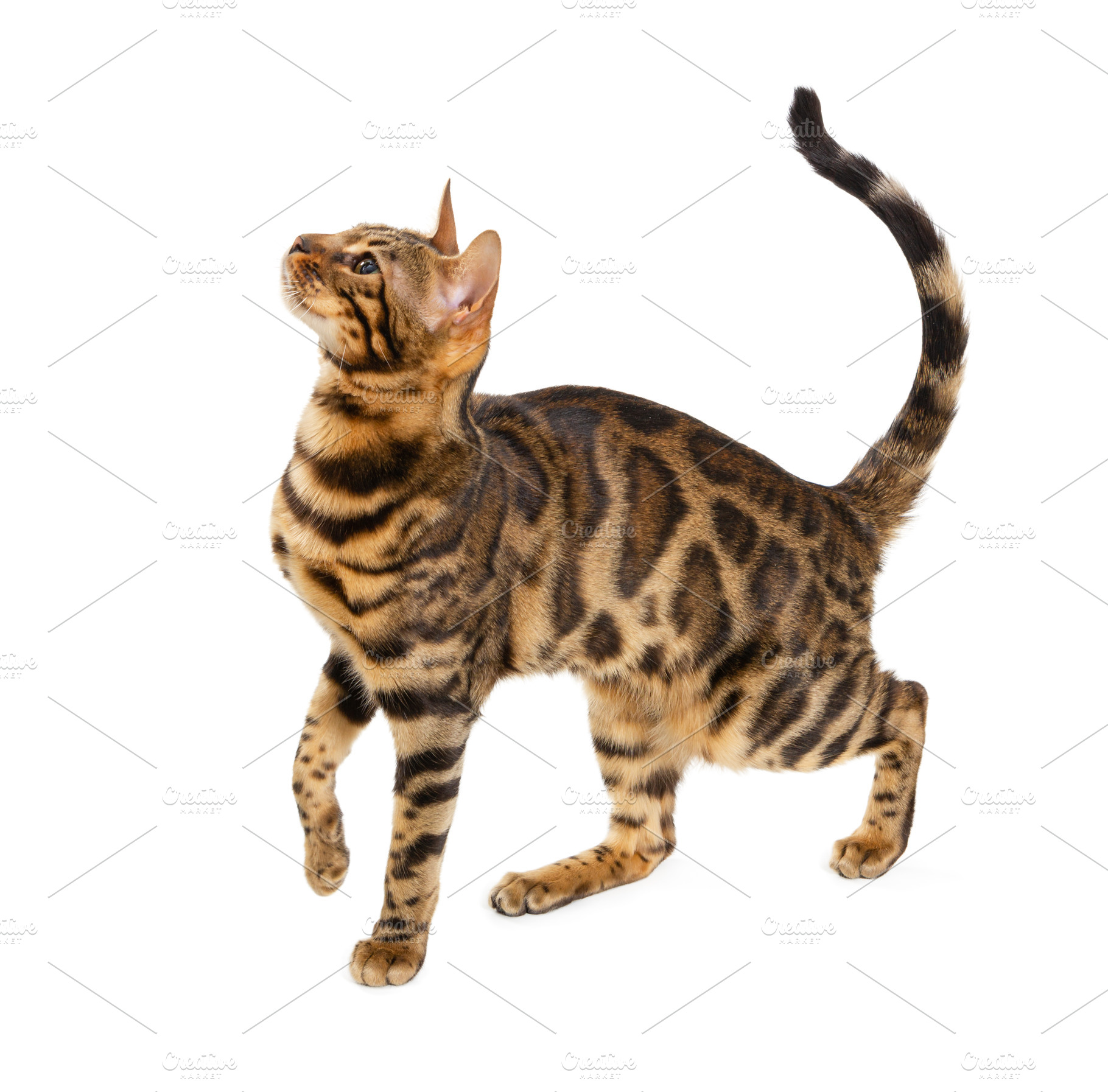 Beautiful adult cat bengal breed, an Animal Photo by Nataliia Pyzhova