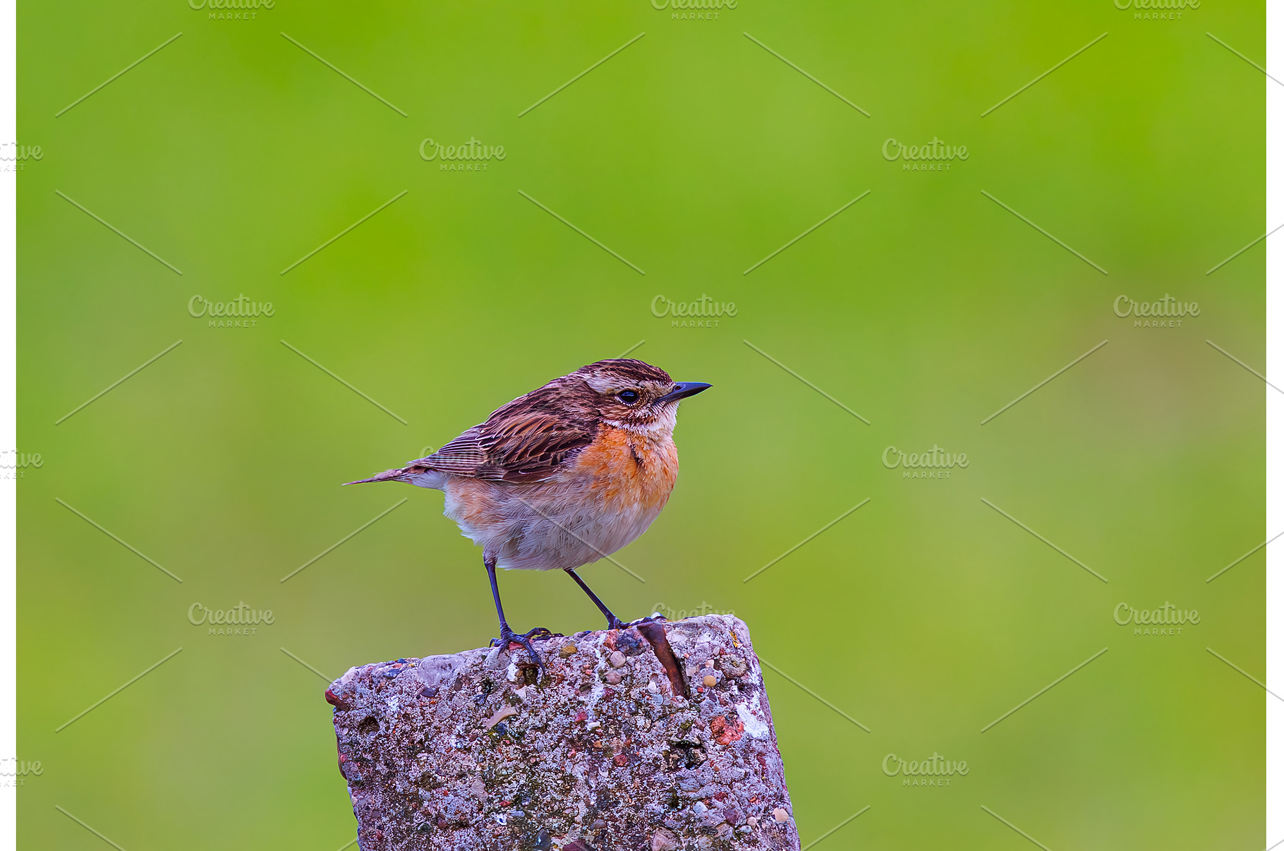 Whinchat - Saxicola rubetra posing, an Animal Photo by Lukas Jonaitis SHOP