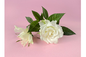 Elegant white rose with green leaves, a Photo by tilialucida