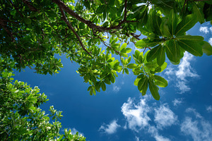 Lush green leaves against a vibrant, a Photo by Pixeness Studio