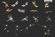 Dragonfly Photo Overlays preview 5