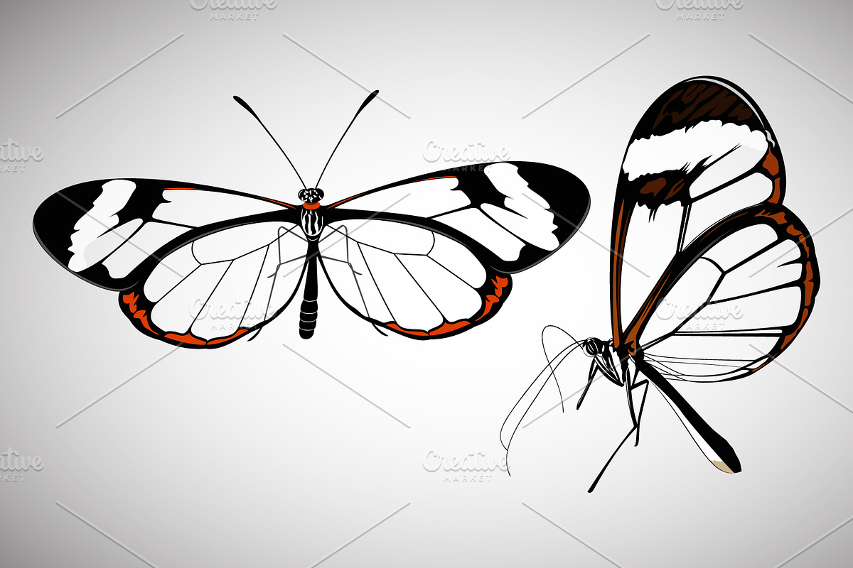 Glass wing Butterfly Illustration, an Animal Illustration by Ghagra (Photo 1 of 4)