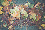 Autumn leaves bundle containing autumn, autumnal, and bundle, a Nature Photo by North & Beard Ltd (Thumbnail 3 of 5)