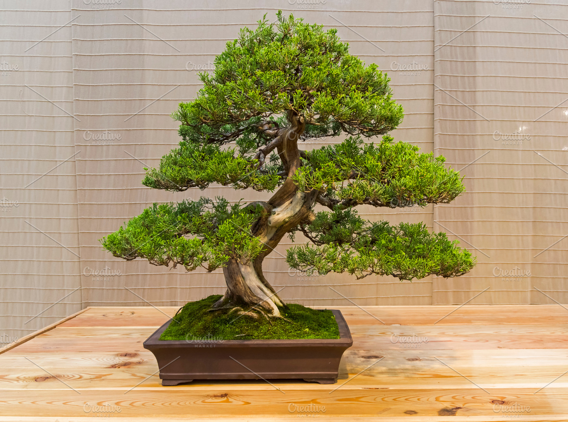 Bonsai tree   chinese juniper stock photo containing juniperus chinensis and, a Nature Photo by possum