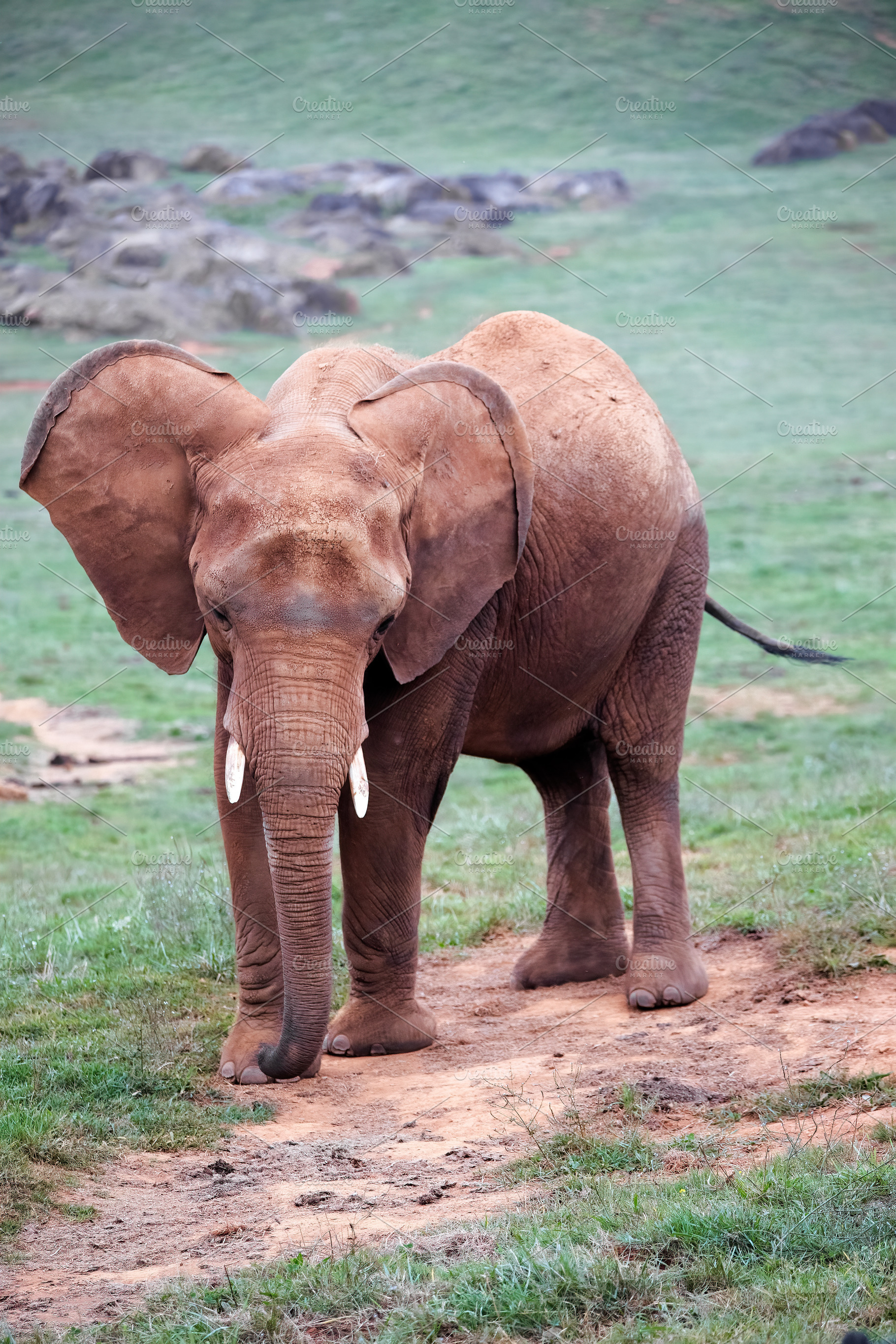 young female elephant in the savanna, an Animal Photo by Perpis