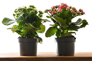 Two Blooming Kalanchoe Plants on Wooden Table, a Nature Photo by Davizro's Market