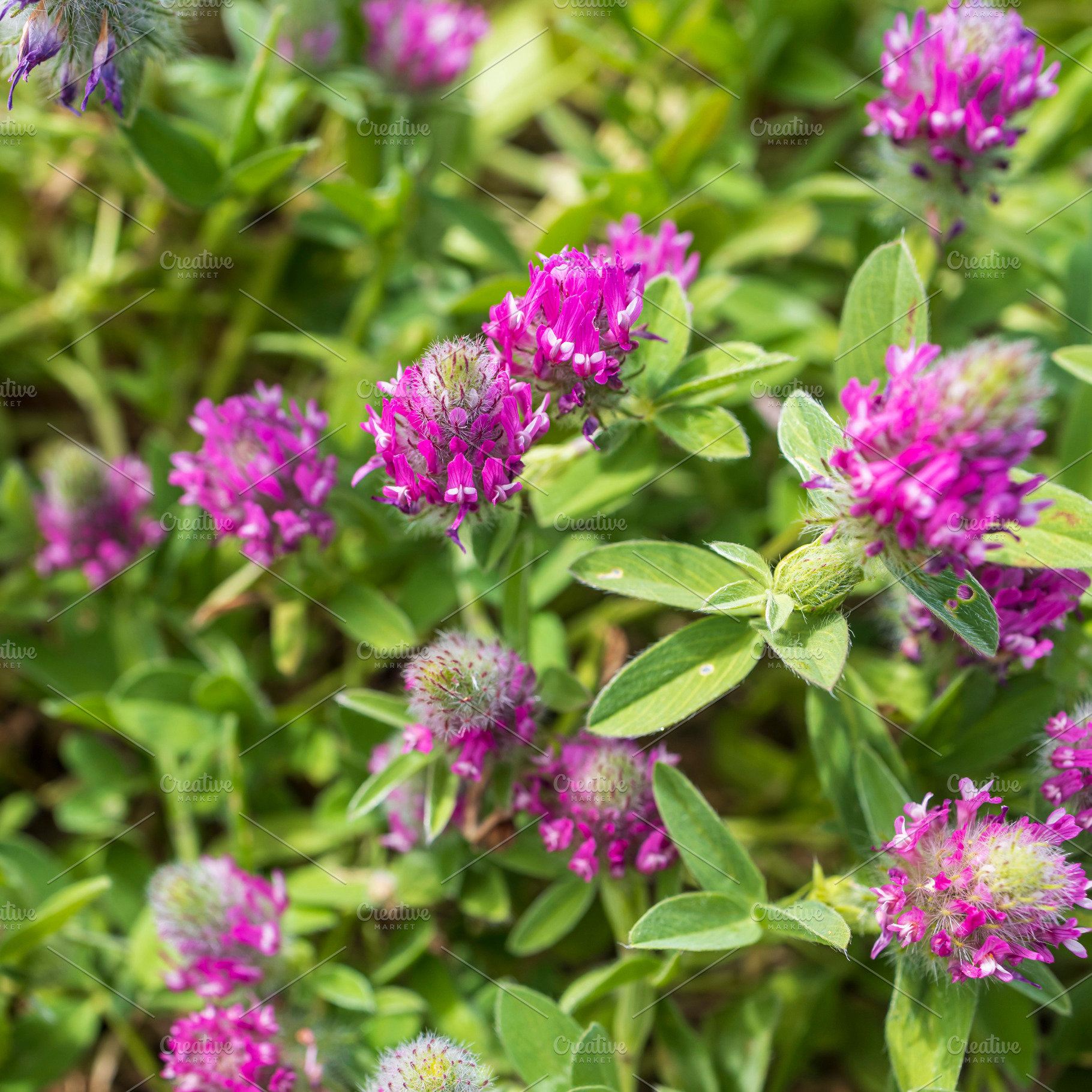 Trifolium albopurpureum is a clover, a Nature Photo by Imaginarium
