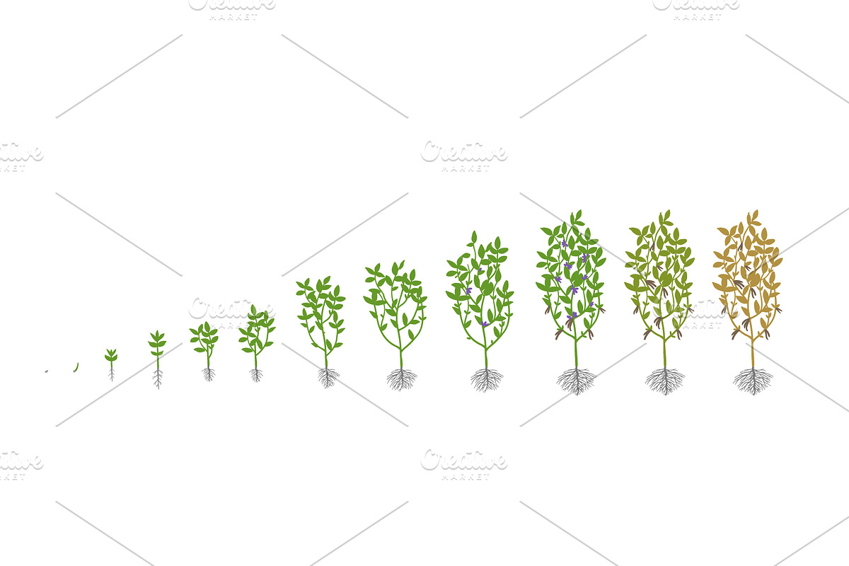 Vegetable growth stages pack, a Food Illustration by Ilia Design (Photo 9 of 9)