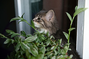 Adorable fluffy kitten gazing out a window, surrounded by lush green indoor pla, an Animal Photo by Ales Munt