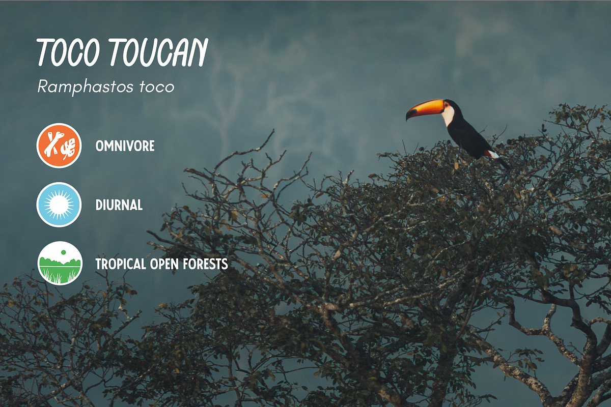 Tropical Wildlife Icons, an Icon by Emma Jacquelyn Design (Photo 3 of 5)