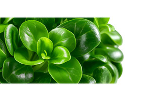 A close-up image of micro-green pea, a Food & Drink Photo by ZinetroN