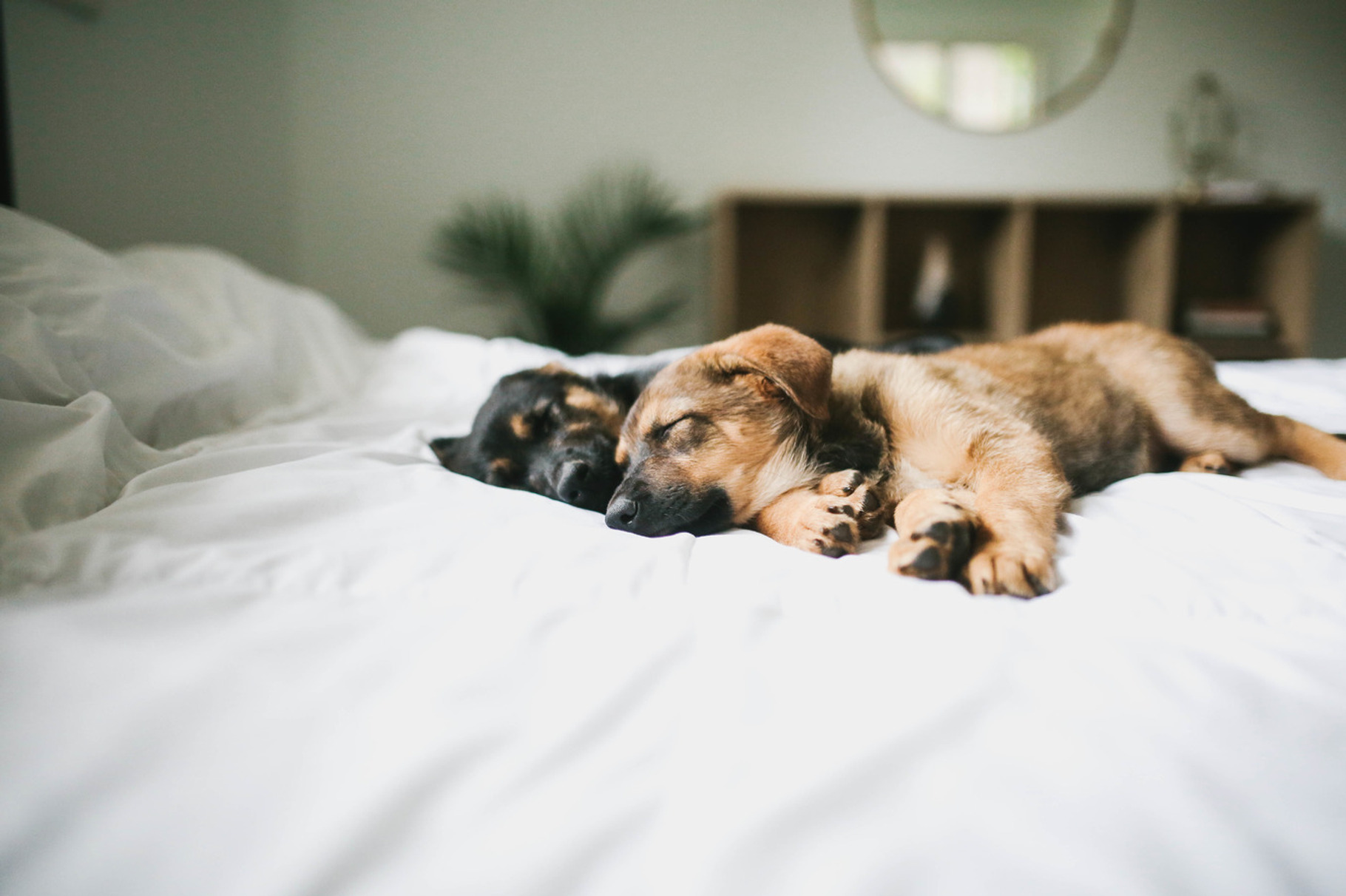 Puppies featuring dog, dogs, and puppy, an Animal Photo by The Homestead Collective 