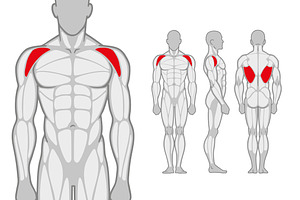 Bodybuilding male muscle anatomy, a Healthcare Illustration by Ledokolua