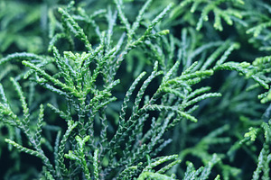 Macro photo of green Thuja foliage, a Nature Photo by Sir13